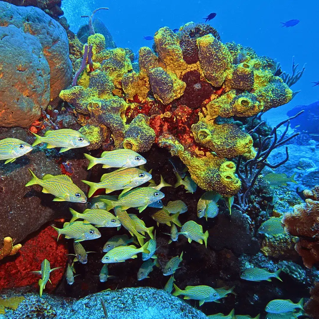 Vibrant yellow fish from Cozumel's marine life. Close-up of vibrant yellow fish, Cozumel coral reef.