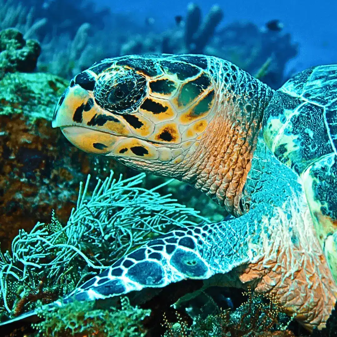 Close-up sea turtle with visible markings in Cozumel habitat. Close-up of sea turtle, showing markings, native habitat.
