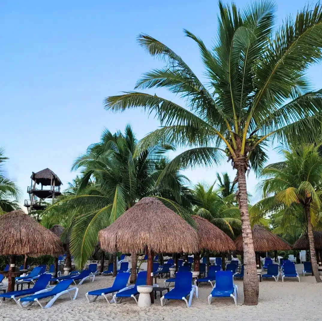 Cozumel beach: clear skies, palm trees, palapas, and recliners for relaxation.
