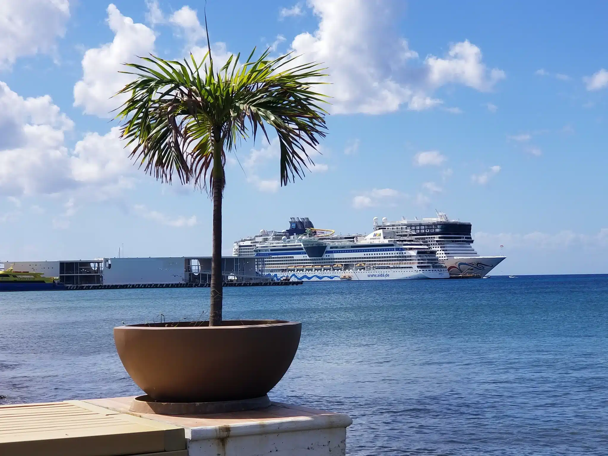 Potted palm tree in foreground with two large cruise ships docked in the background.